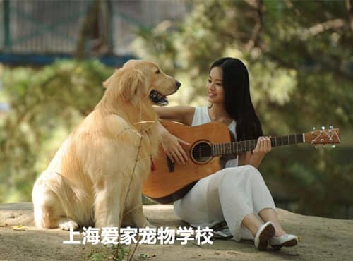 金毛犬训练.jpg