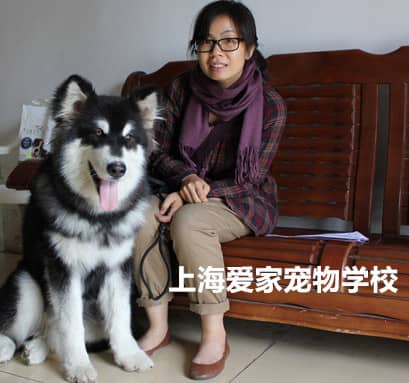 阿拉斯犬加训练.jpg
