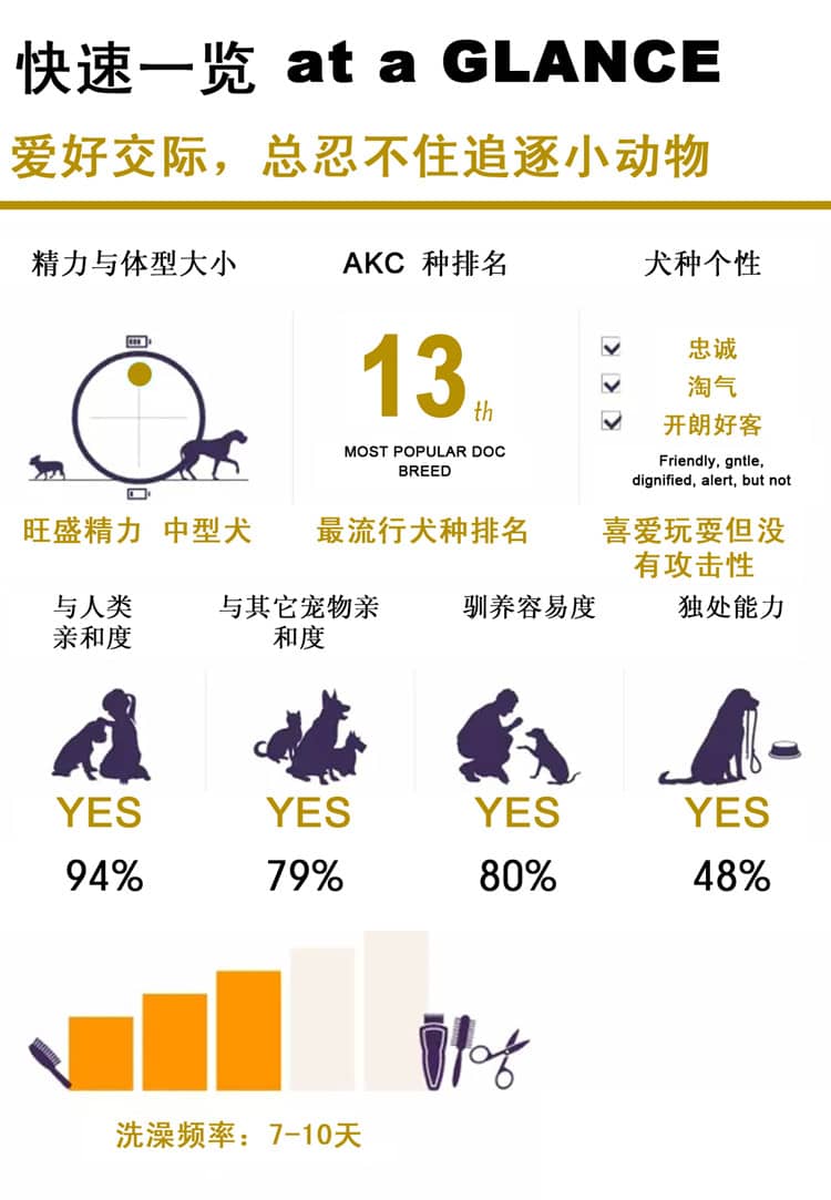 哈士奇训练 哈士奇培训 哈士奇介绍