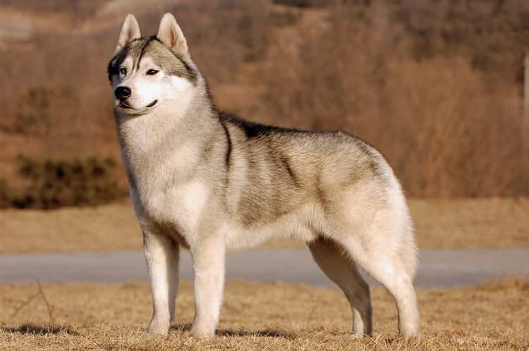 哈士奇培训.训练哈士奇的宠物学校