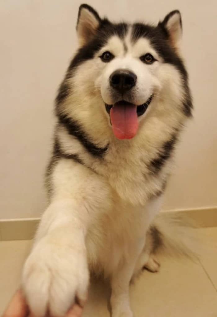 哈士奇狗狗训练.哈士奇培训