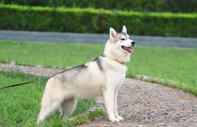 哈士奇狗狗专业训练.哈士奇培训基地