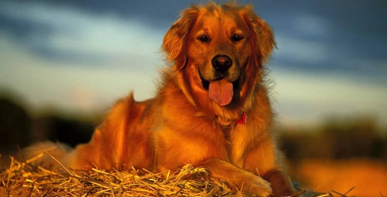 金毛犬训练.金毛犬训练方法 金毛犬专业培训