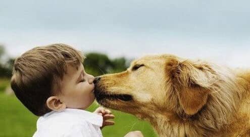 金毛犬与小孩 训练金毛犬相处 金毛猎犬训练.