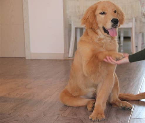 金毛犬居家礼仪训练 训练金毛方法 金毛犬专业训练