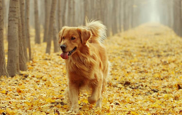 金毛犬训练中.金毛犬训练地方 金毛犬跑步训练