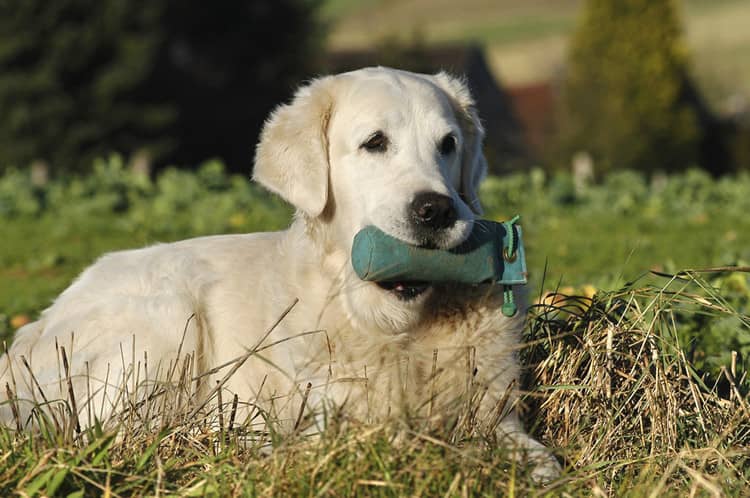 金毛犬狗狗培训.金毛犬找回训练 金毛犬培训