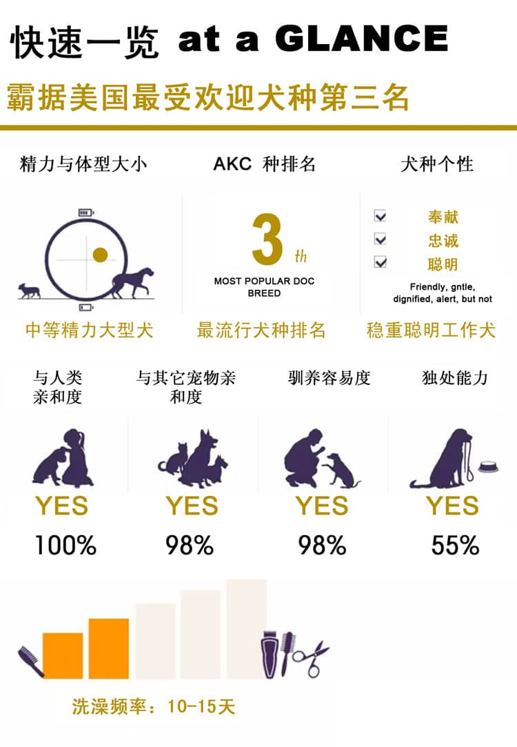 金毛犬训练计划.金毛犬性格介绍图表