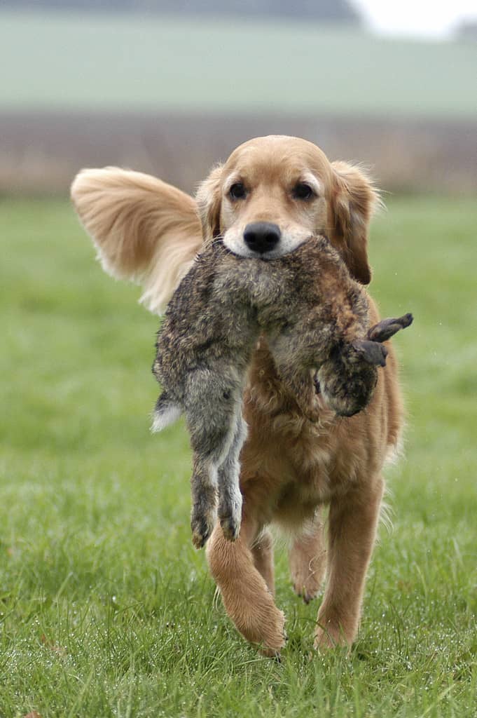 金毛犬打猎 金毛犬寻回 爱家金毛专业训练.jpg