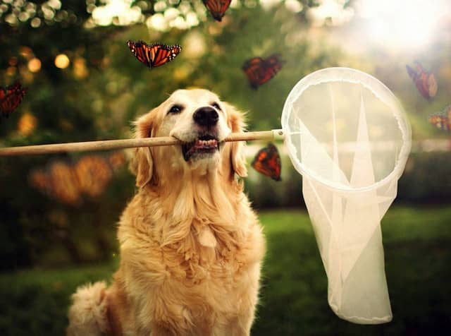 狗狗训练金毛训练.金毛犬卖萌照 金毛犬影视表演