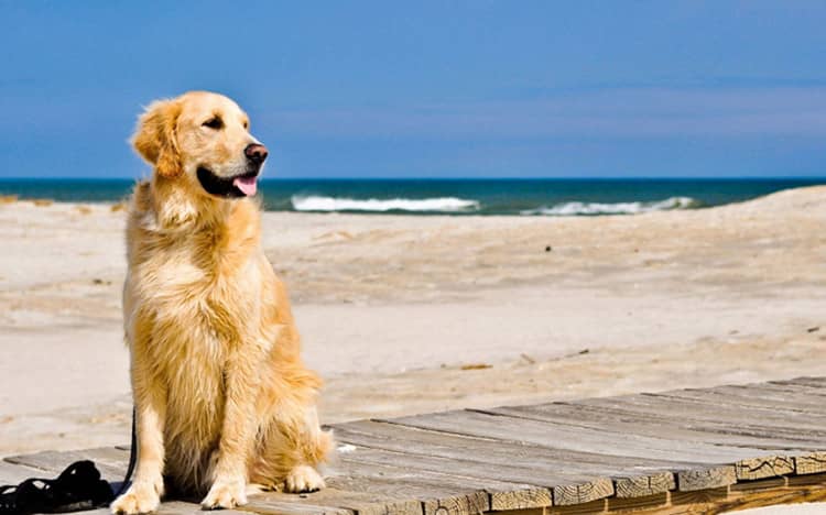 金毛犬狗狗专业培训.金毛犬谈定 金毛可爱 上海爱家专业训练金毛犬