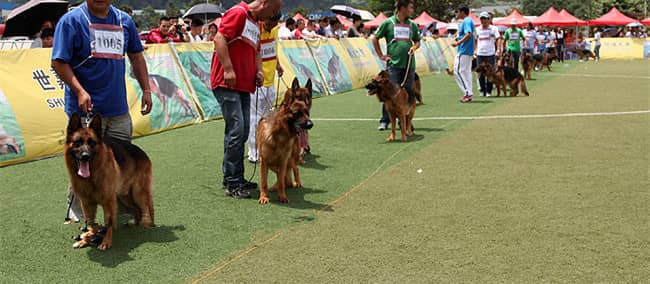 专业德牧犬训练比赛 训练德牧赛事 德牧培训中.
