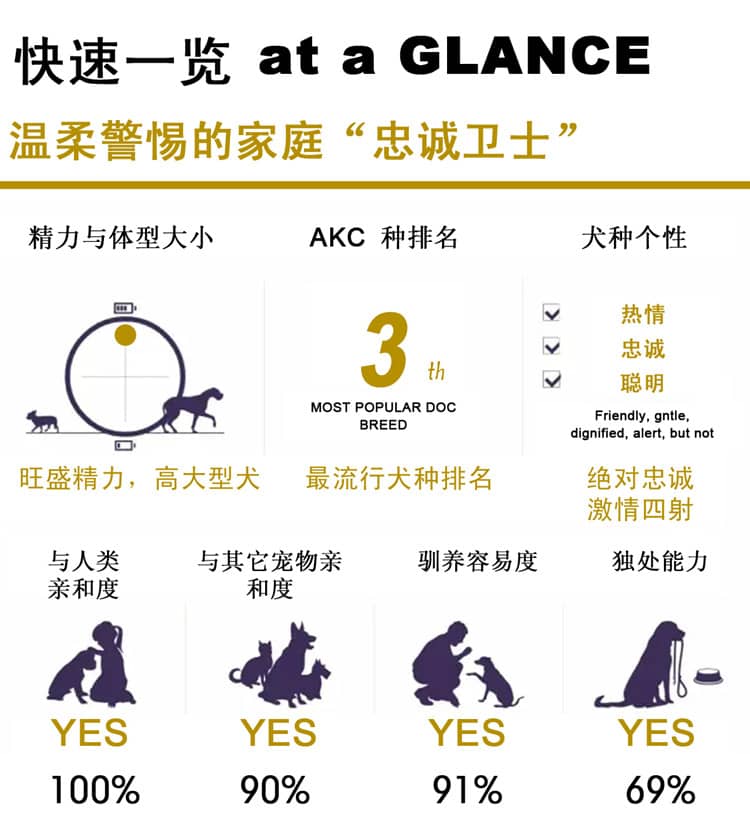 德国牧羊犬训练成绩.德牧介绍 