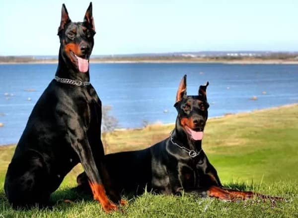 杜宾野外训练中 杜宾犬专业训练.