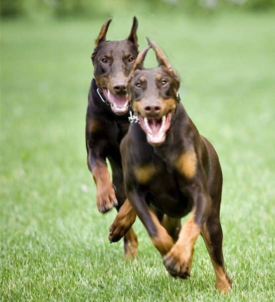 杜宾运动训练 杜宾比赛 杜宾训练中.