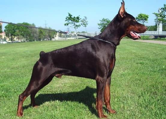 杜宾展示 杜宾站姿训练 杜宾犬培训.