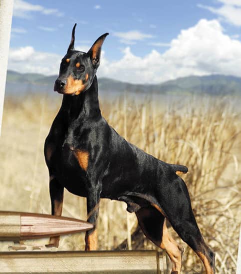 杜宾野外运动照 杜宾草地照 杜宾犬训练.