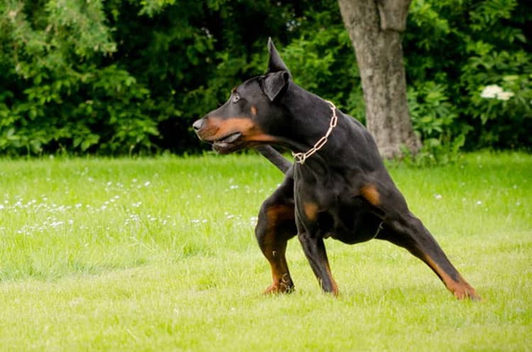 杜宾动态训练 杜宾身姿  爱家训狗基地杜宾专业训练.jpg