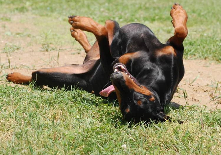 杜宾训练过程中.杜宾耍赖 德牧躺下