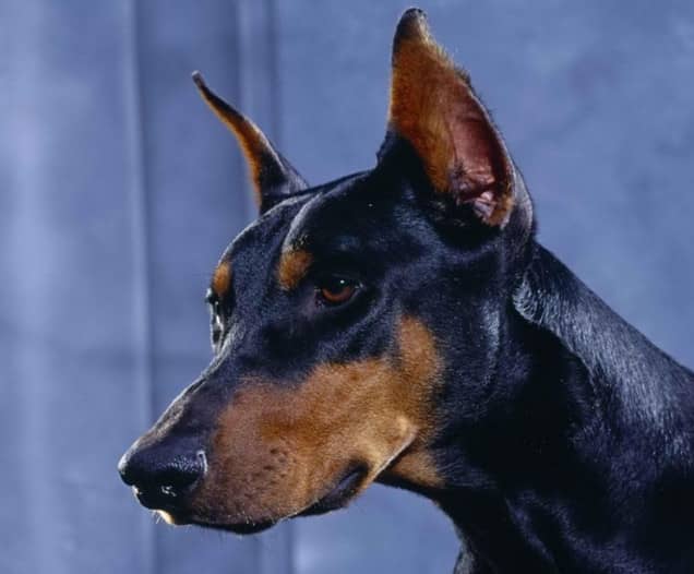 杜宾神态 杜宾训练.