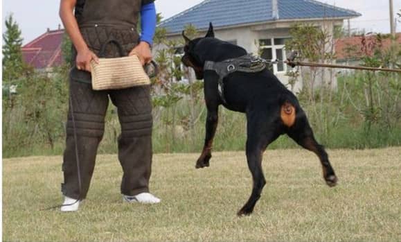 杜宾凶猛性培训训练 杜宾培训中.