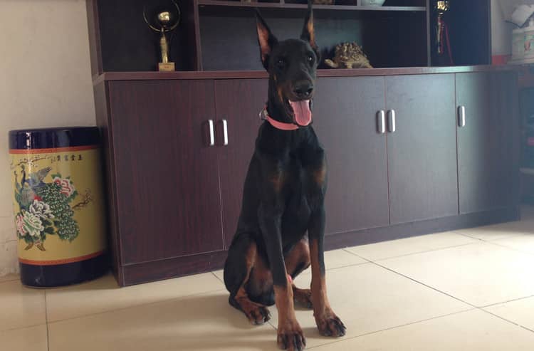 杜宾坐训练 杜宾犬针对培训.