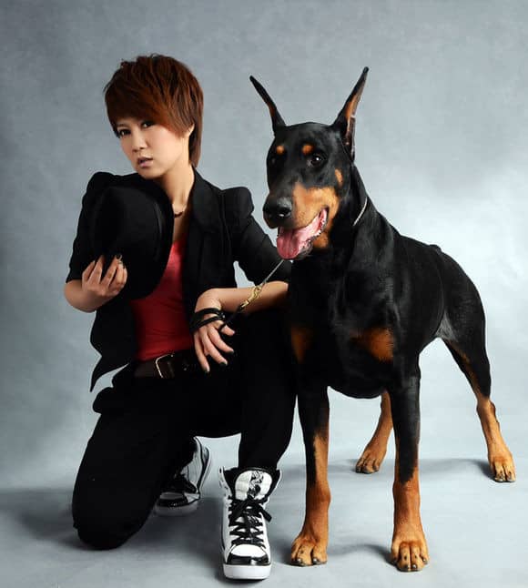 德国杜宾训练.明星训练杜宾犬