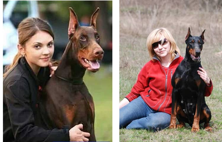 杜宾犬专业训练学校.爱家专业训练杜宾犬