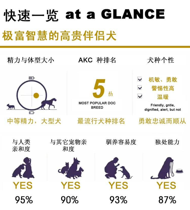 杜宾犬训练介绍.杜宾犬性格介绍图表