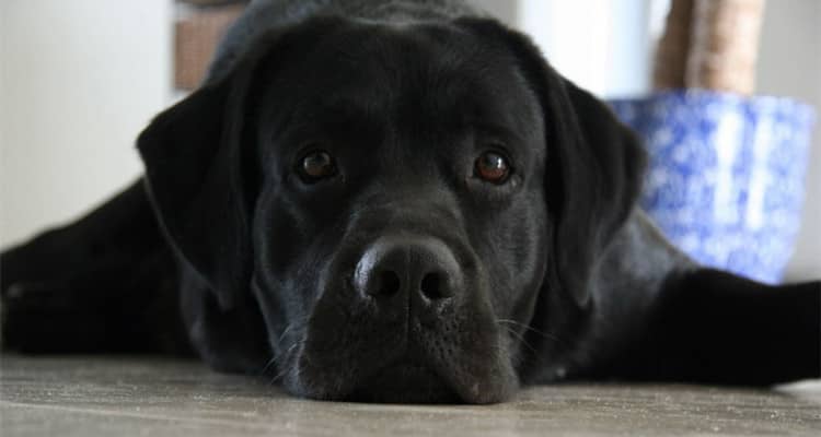 拉布拉多训练.拉不拉多训练眼神 