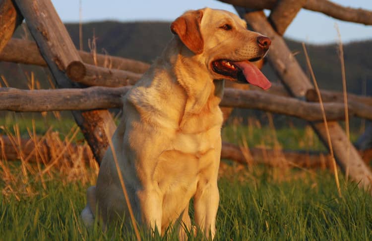 拉不拉多守猎 拉布拉多专业训练.