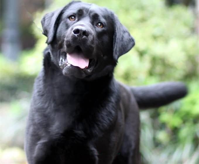 黑色拉不拉多训练 拉不拉多专业训练.