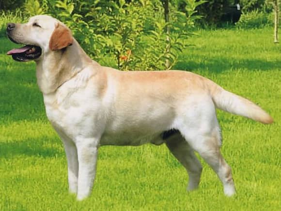 拉不拉多展示训练 拉布拉多训练中.