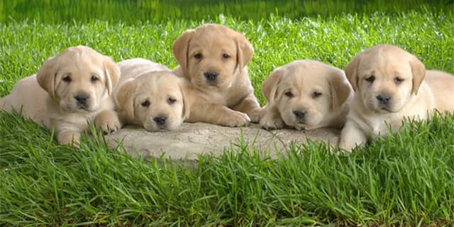 拉不拉多小时候 拉不拉多幼犬训练.