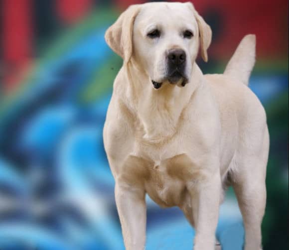 拉不拉多神态 拉不拉多培训.