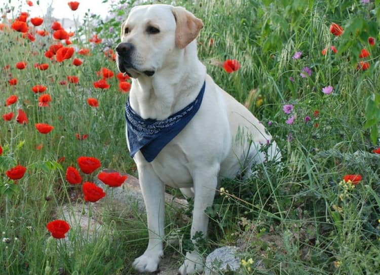 拉不拉多室外照 拉布拉多训练.