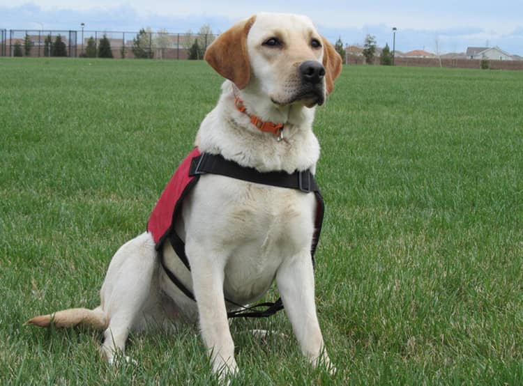 拉不拉多野外训练 导盲犬拉布拉多训练.jpg