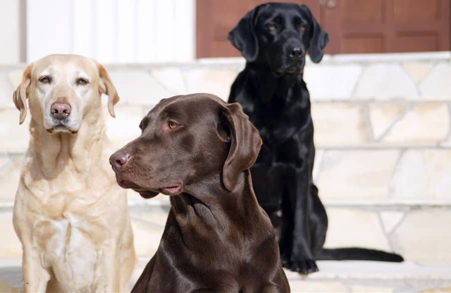 拉不拉多交流训练 拉不拉多犬专业针对性训练.jpg