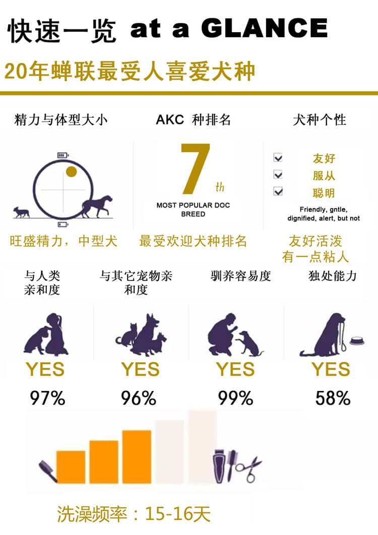 拉不拉多.拉不拉多性格介绍