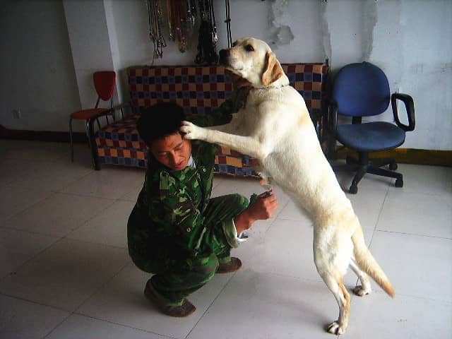 拉布拉多扑人过度.拉不拉多不良行为纠正训练 