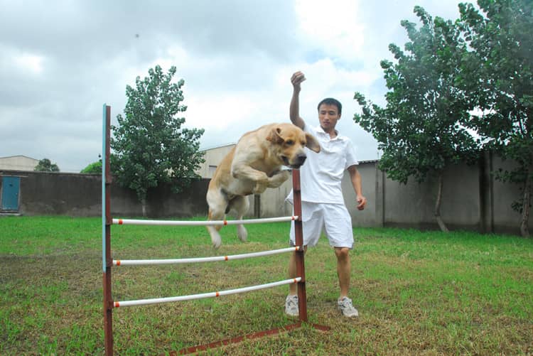 拉不拉多障碍训练 训练拉不拉多 拉不拉多运动