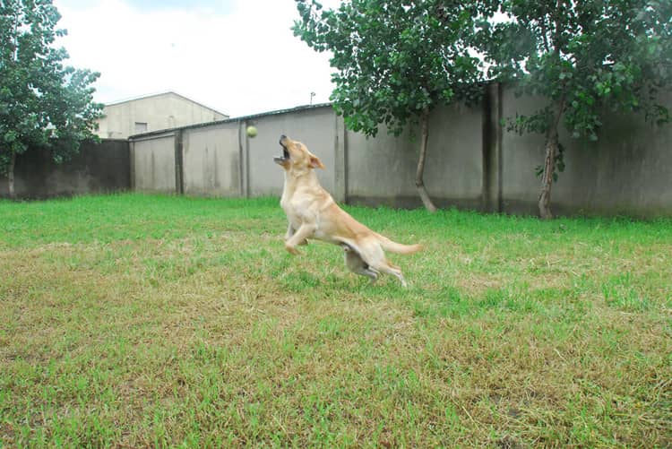 拉不拉多培训 拉不拉多捡球训练