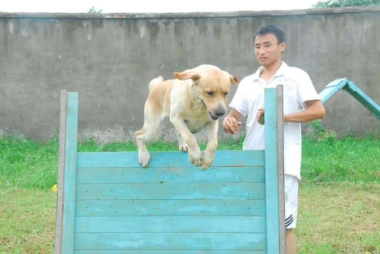 拉不拉跳跃训练 拉不拉多室外训练