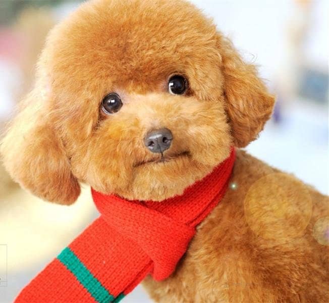 泰迪犬 泰迪犬图片 泰迪犬训练.