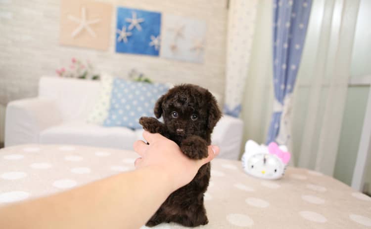 巧克力泰迪犬 玩具泰迪犬 泰迪犬专业训练.