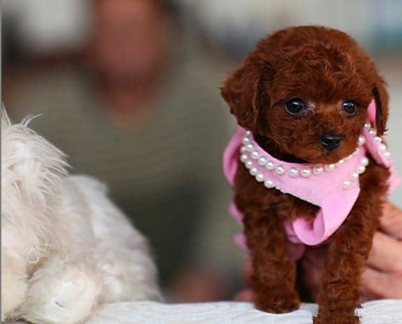 红色泰迪犬 迷你泰迪 泰迪犬培训.