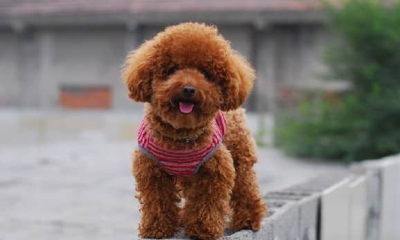 泰迪犬狗狗培训.训练泰迪犬的训狗学校