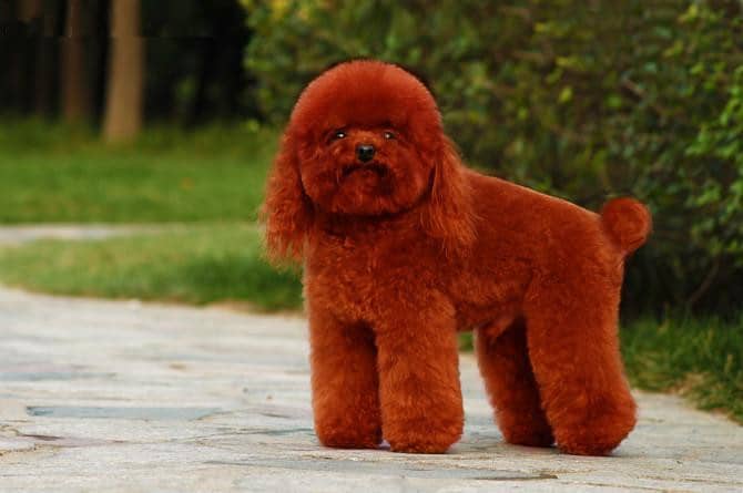 玩具泰迪犬 泰迪犬专业训练