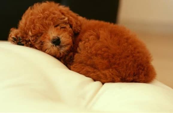 赛级泰迪犬 泰迪犬可爱图片