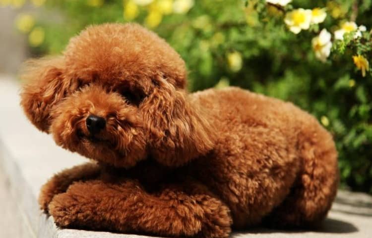 泰迪犬模样 泰迪犬可爱的样子照 泰迪犬训练中